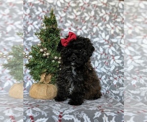 Poodle (Toy) Puppy for sale in KIRKWOOD, PA, USA