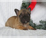 Small Photo #3 Faux Frenchbo Bulldog Puppy For Sale in SHILOH, OH, USA