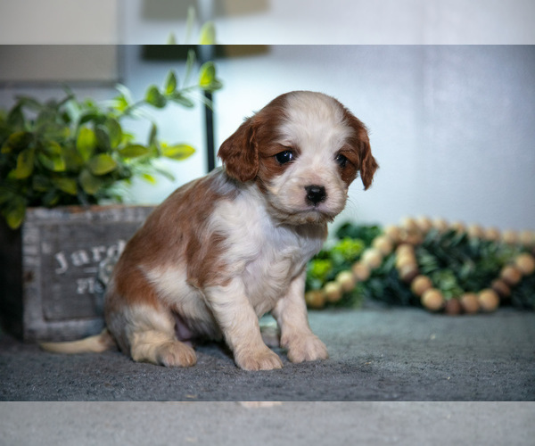Medium Photo #3 Cavapoo (Miniature) Puppy For Sale in CAMDEN, MI, USA
