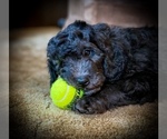 Small Photo #4 Bernedoodle Puppy For Sale in CHEYENNE, WY, USA