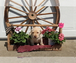 Small Photo #2 Labrador Retriever Puppy For Sale in SEARS, MI, USA