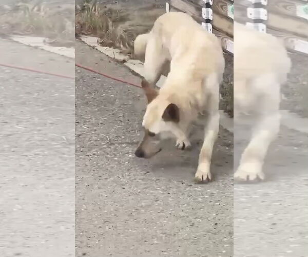 Medium Photo #1 German Shepherd Dog-Unknown Mix Puppy For Sale in Kankakee, IL, USA