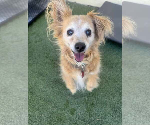 Medium Photo #2 Chihuahua-Unknown Mix Puppy For Sale in Tempe , AZ, USA