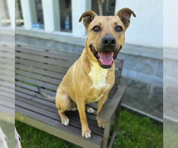 Medium Photo #1 Mutt Puppy For Sale in Long Beach, CA, USA
