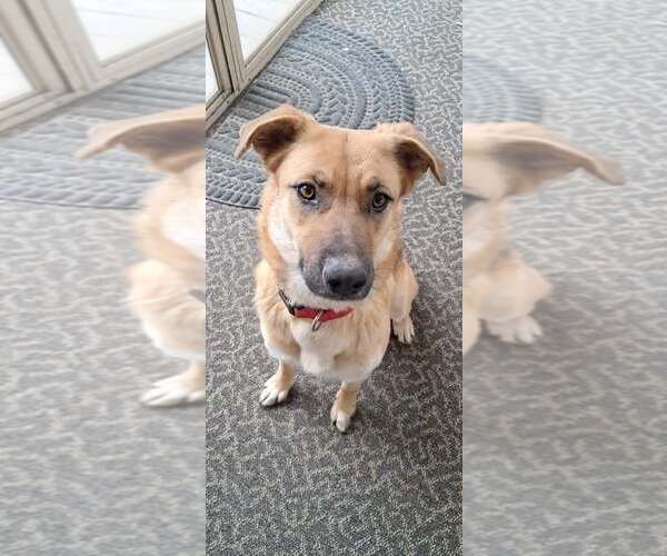 Medium Photo #1 Mutt Puppy For Sale in pomfret, CT, USA