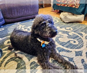 Poodle (Standard) Dogs for adoption in Emmett, ID, USA
