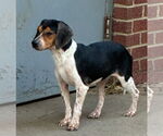 Small #1 Beagle Mix