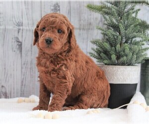 Poodle (Miniature) Puppy for sale in FREDERICKSBURG, OH, USA
