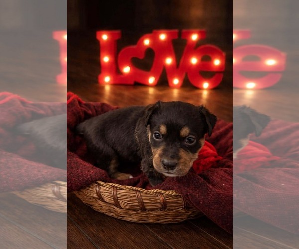 Medium Photo #1 Labrador Retriever-Unknown Mix Puppy For Sale in San Bernardino , CA, USA