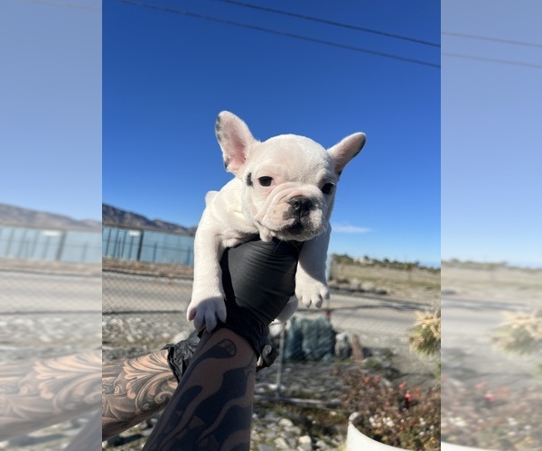 Medium Photo #14 French Bulldog Puppy For Sale in PHELAN, CA, USA