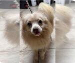 Small #2 Pomeranian Mix