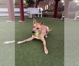 German Shepherd Dog-Unknown Mix Dogs for adoption in Upland, CA, USA