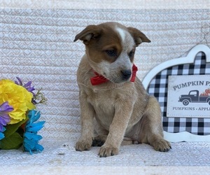 Australian Cattle Dog Puppy for sale in LANCASTER, PA, USA