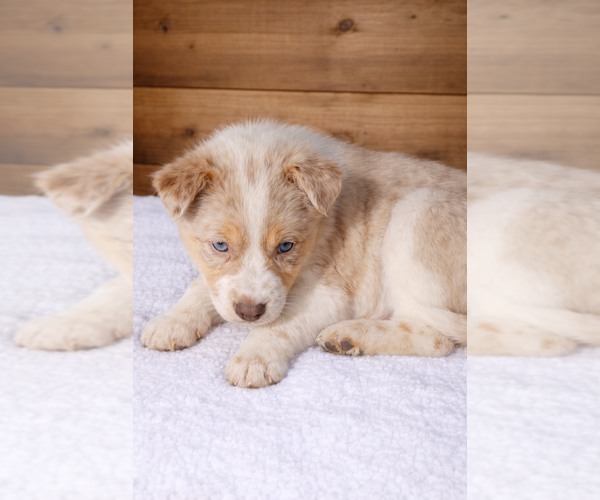 Medium Photo #1 Australian Shepherd Puppy For Sale in MABEL, MN, USA