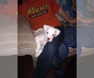 Boxer Puppy for sale in KENOSHA, WI, USA