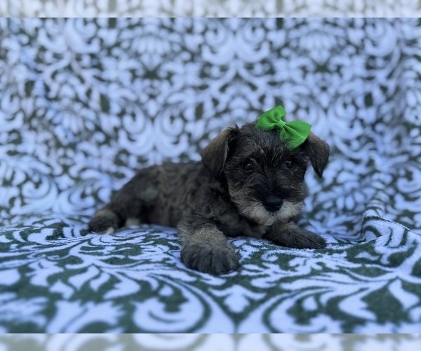 Medium Photo #4 Schnauzer (Miniature) Puppy For Sale in LAKELAND, FL, USA
