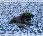 Small #3 Schnauzer (Miniature)