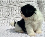 Small #4 Shih Tzu