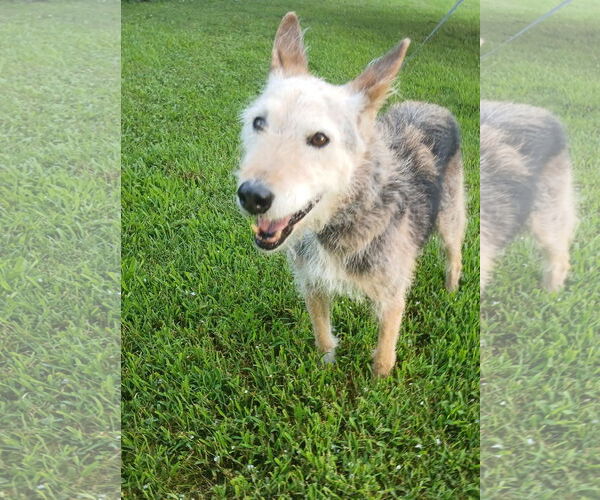 Medium Photo #1 Mutt Puppy For Sale in Thomasville, NC, USA