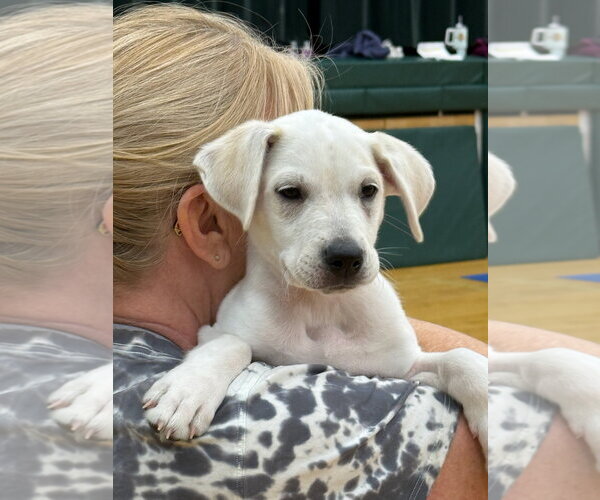 Medium Photo #1 Anatolian Shepherd Puppy For Sale in Gilberts, IL, USA