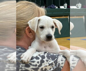 Anatolian Shepherd Dogs for adoption in Gilberts, IL, USA