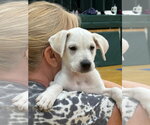 Small Anatolian Shepherd