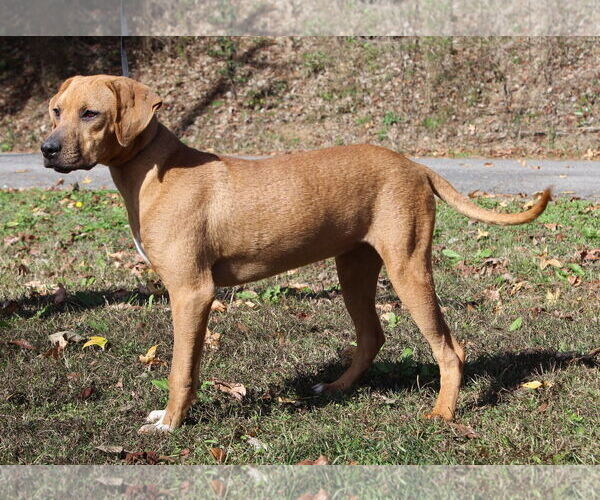 Medium Photo #3 Retriever -Unknown Mix Puppy For Sale in Prattville, AL, USA