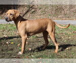 Small #2 Retriever  Mix