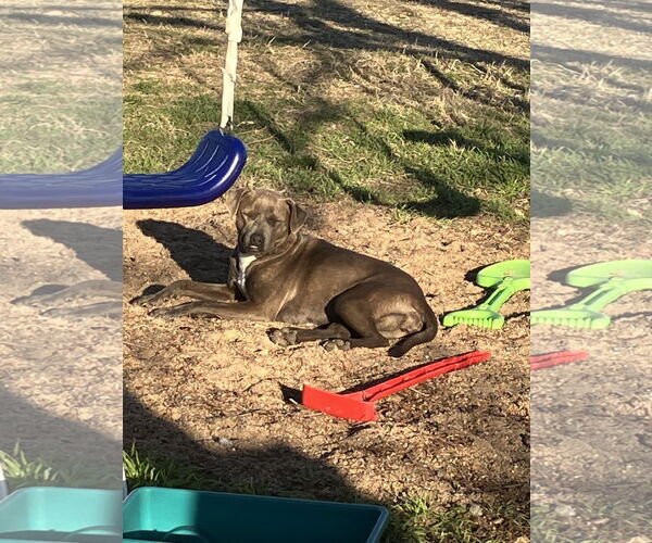 Medium Photo #3 Dachshund-Unknown Mix Puppy For Sale in Thorndale, TX, USA