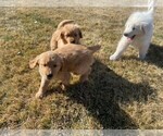 Small Photo #9 Golden Retriever Puppy For Sale in COLORADO SPGS, CO, USA
