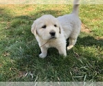 Small #1 Golden Pyrenees