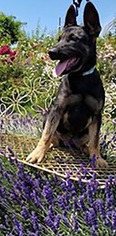 Medium Dutch Shepherd Dog-German Shepherd Dog Mix