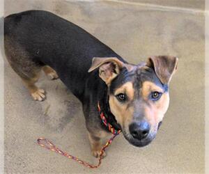 Mutt Dogs for adoption in Sacramento, CA, USA