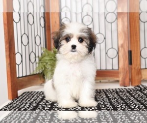 Mal-Shi Puppy for sale in NAPLES, FL, USA