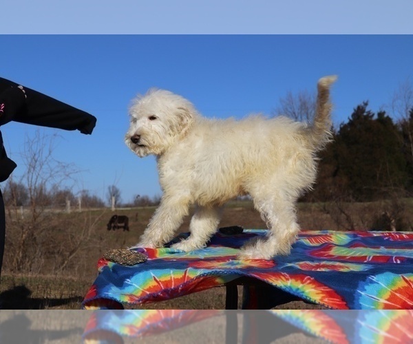 Medium Photo #16 Goldendoodle Puppy For Sale in UNION CITY, TN, USA