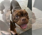 Small #1 American Pit Bull Terrier