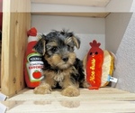 Small #3 Morkie