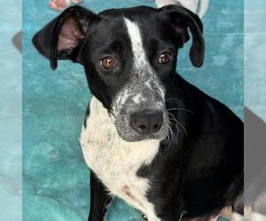 Dotty - Female Pointer-Unknown Mix Dog for Adoption - Photo #2