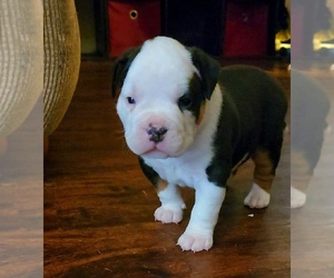 American Bully Puppy for sale in SPANISH LAKE, MO, USA