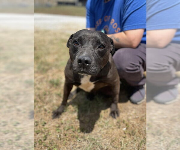 Medium Photo #2 Staffordshire Bull Terrier-Unknown Mix Puppy For Sale in Brewster, NY, USA