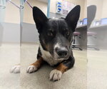 Small Australian Shepherd Mix