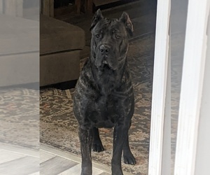 Mother of the Cane Corso puppies born on 06/22/2023