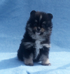 Small Photo #3 Pomeranian Puppy For Sale in N PALM BEACH, FL, USA