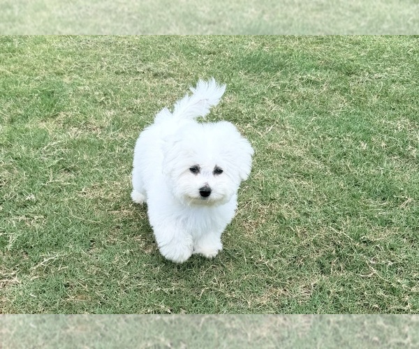 Medium Photo #1 Bichon Frise Puppy For Sale in PELZER, SC, USA