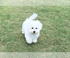 Bichon Frise Puppy for sale in PELZER, SC, USA