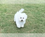 Image preview for Ad Listing. Nickname: Litter of 2