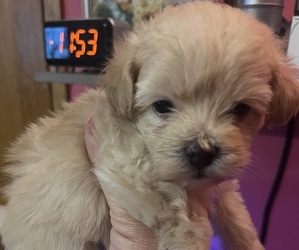 Medium Pomapoo (Toy)