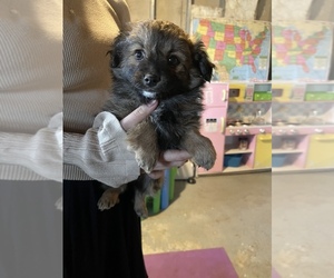 Shiranian Puppy for sale in SAINT MARYS, KS, USA