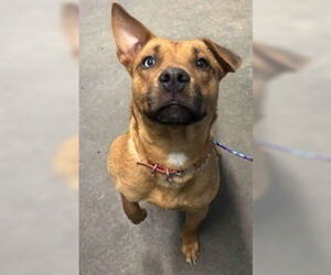 American Pit Bull Terrier-Unknown Mix Dogs for adoption in Evansville, IN, USA