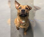 Small American Pit Bull Terrier Mix